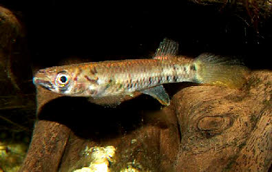 Epiplatys sp.Mondah